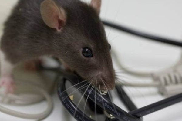 Stop the Infestation Before It Spreads: Expert Rat Control Solutions in Perth