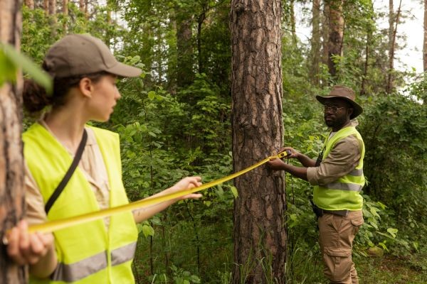 Vermont Forest Management Plan: Goals and Practices Explained