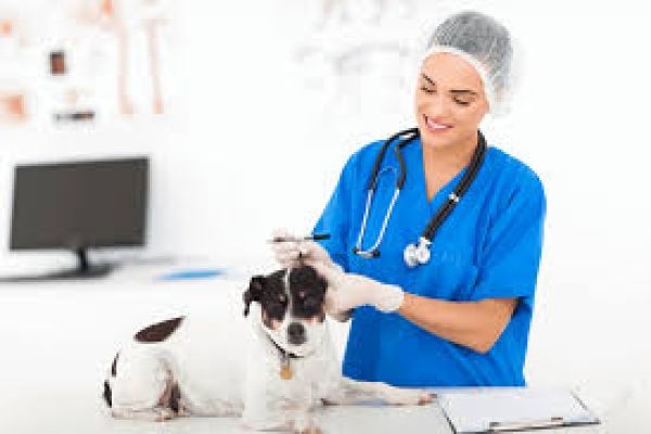 Tips from a Pet Doctor for First-Time Pet Parents