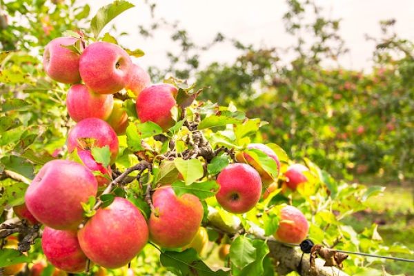 Apple Tree Varieties Explained: Choosing the Best for Your Garden
