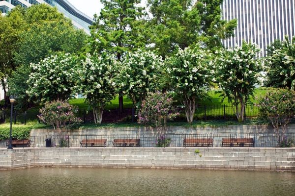 Fastest Growing Trees That Thrive in Hot and Cold Climates