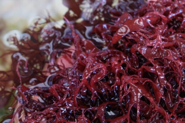 Astaxanthin Market Growth Analysis Report | Industry Status, Market Opportunities, Key Challenges, Competitive Strategies, Revenue Breakdown, and Fore..