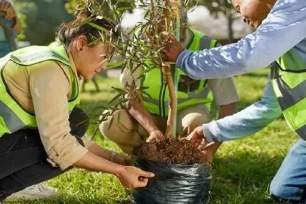 Professional Tree Care Services in Littleton, CO: Planting, Pruning, and Emergency Support