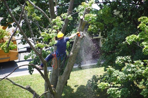 Best Tree Company Near You for Reliable and Affordable Tree Services