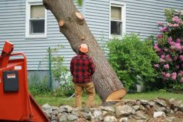 Best Local Tree Cutting and Stump Removal Honolulu Company