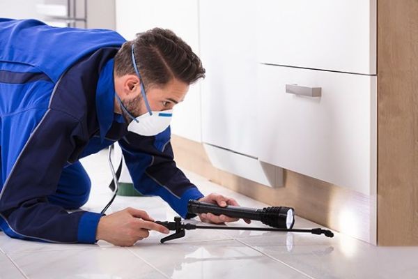 Pest Control Services in Lahore | Termite Treatment