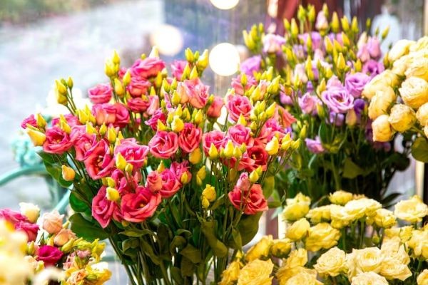 Buy Wholesale Carnations – Gorgeous Carnations for Celebrations