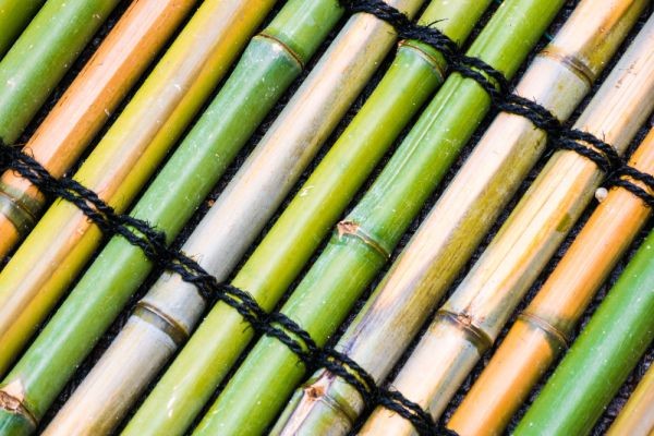 Bamboo Market Forecast 2026–2036: Market Expansion Driven by Sustainable Materials and Green Construction Trends