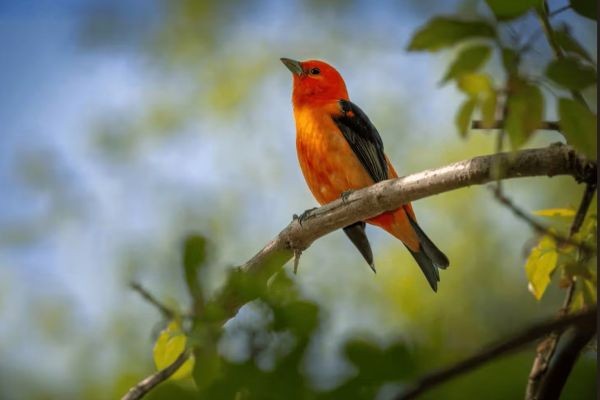 Commercial Bird Deterrent Solutions for Protecting Business Properties