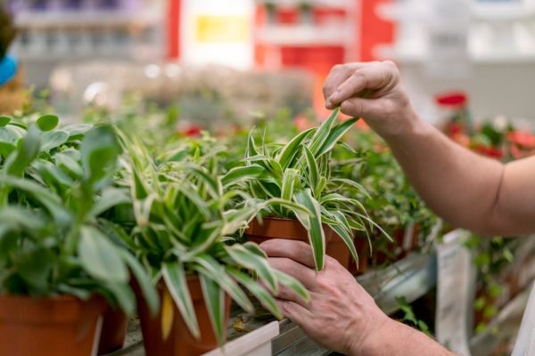 Biostimulants Market Forecast 2026–2036: Sustainable Agriculture Practices Accelerate Global Market Expansion