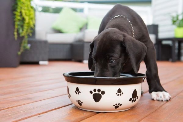 Nutrition Strategies for Working Dogs vs Companion Pets