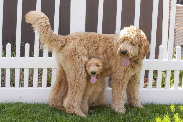 Top Quality Doodle Puppies for Sale Across Florida