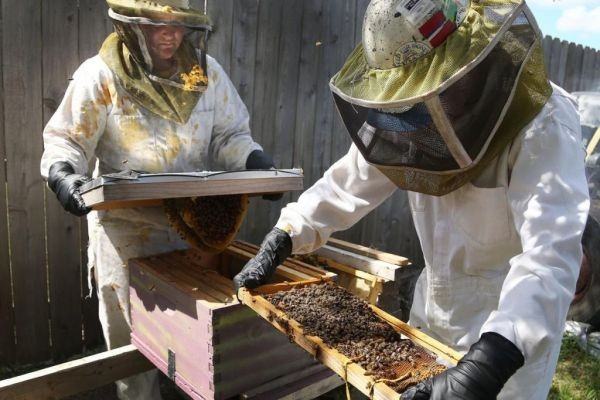 Expert Bee Trapping Service to Protect Your Property