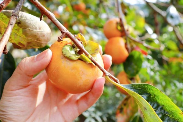 Understanding: How to Choose The Right Fruit Tree for Your Garden