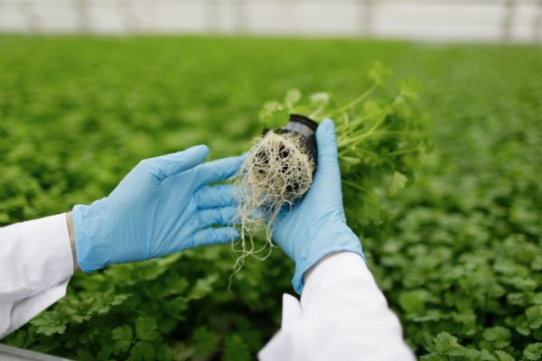 Biostimulants Market Forecast 2026–2036: Sustainable Agriculture Practices and Crop Yield Optimization