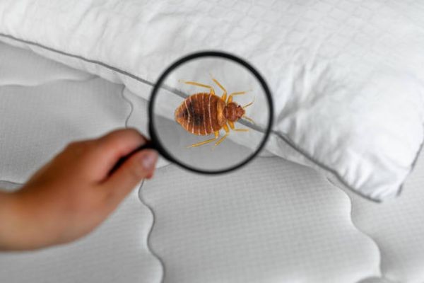 Professional Bed Bug Treatment Services for Homes and Offices in Lahore