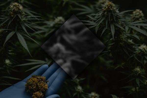 That’s Doap Is Redefining Premium Cannabis Culture in Vancouver.
