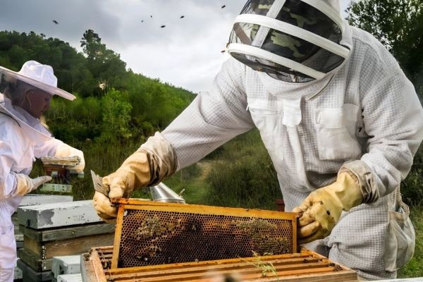 Best Bee Hive Removal Services for Safe and Fast Solutions