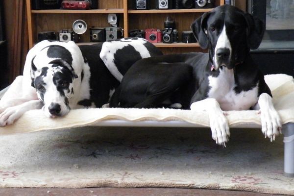 What Veterinarians Recommend About Large Dog Beds?