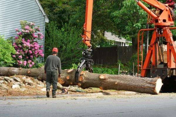 The Importance of Professional Tree Maintenance for Residential and Commercial Properties