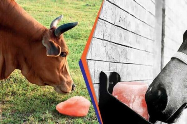 Animal Salt: Benefits, Uses, and Why It’s Essential for Livestock Health