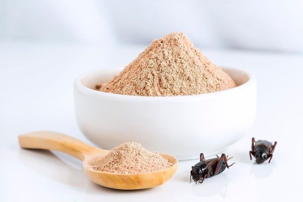 Insect Protein Market Barriers Restricting Adoption and Industry Expansion