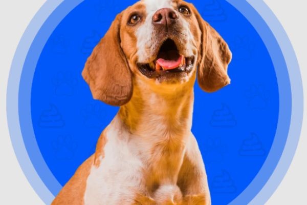 Top-Rated Dog Poop Pickup Service in USA Scoop Doggy Professional Pooper Scooper Solutions
