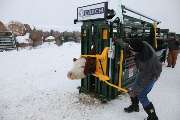 Cattle Squeeze Market Overview Reveals Key Cattle Squeeze Chute Buying Insights