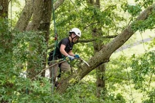 Why Professional Tree Care Is Essential for Every Property