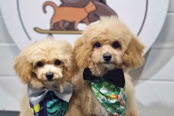 How Often Should You Book Pet Grooming Services Qatar?