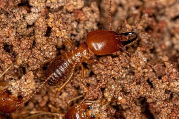 How Much Does Termite Control in Lahore Cost in 2026?