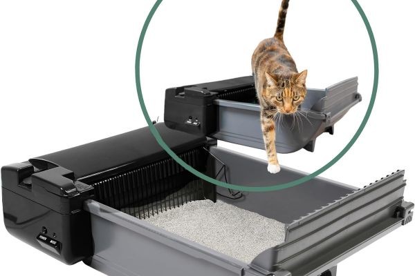 Intelligent Litter Management for Everyday Pet Comfort