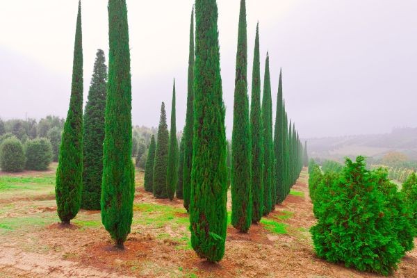 Italian Cypress: A Complete Guide to Elegant Evergreen Landscaping