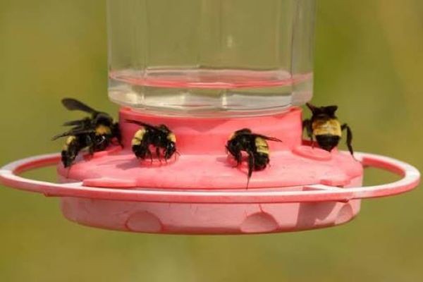 Feed Honeybee Colonies Safely: Avoid Robbing, Mold, and Pests