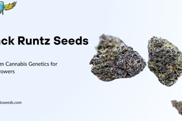 Black Runtz Seeds: Premium Cannabis Genetics for USA Growers