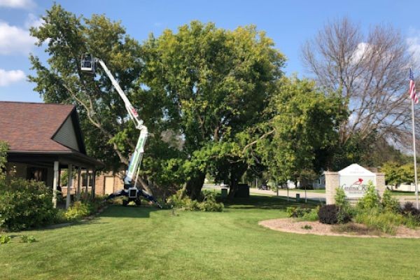 Benefits of Regular Tree Trimming for Homeowners in Green Bay, WI