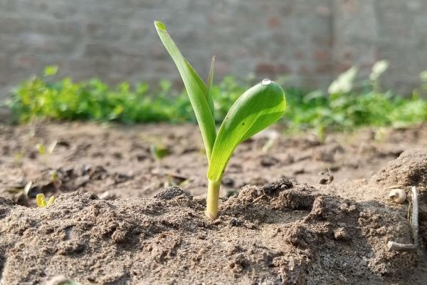 Regenerative Agriculture Market Emerging Trends Shaping the Future of Sustainable Farming