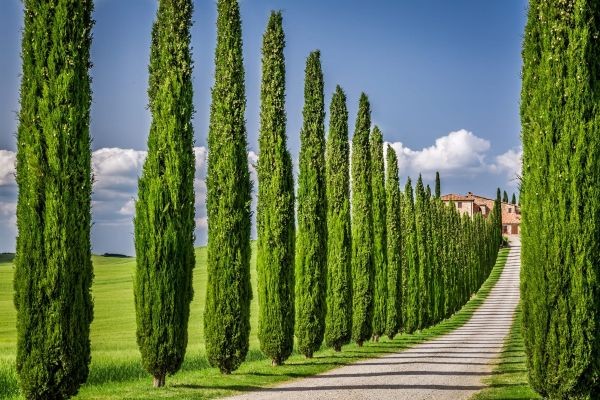 Vertical Elegance: The Timeless Charm of Italian Cypress Trees