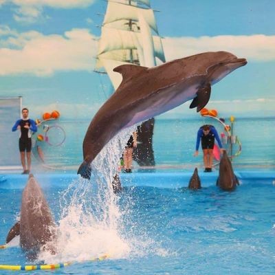 Dolphin Show Pattaya avatar