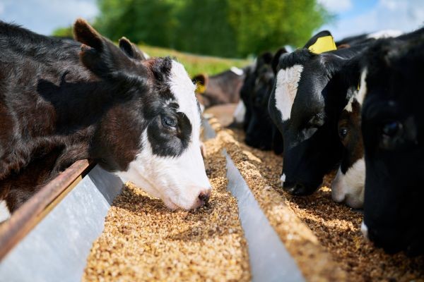 Animal Feed Probiotics Market Dynamics Shaping Modern Animal Nutrition