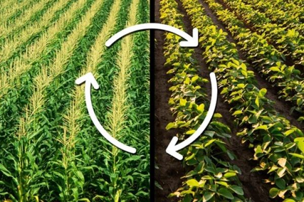 Best Insecticide for Stem Borer: Why JU Agri Sciences CARTAP-GR Is a Trusted Solution for Paddy Protection