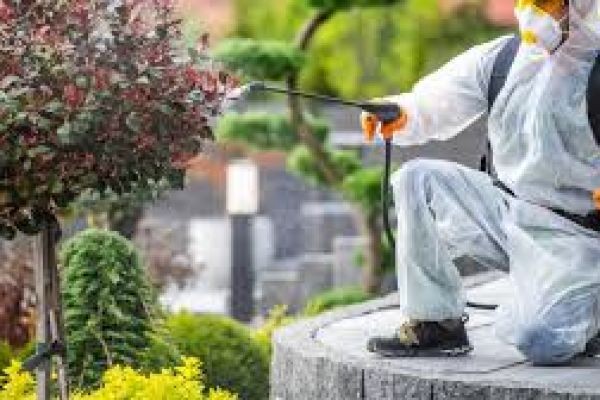 How to Get a Green Lawn with Weed Control Five Forks and Smart Yard Care