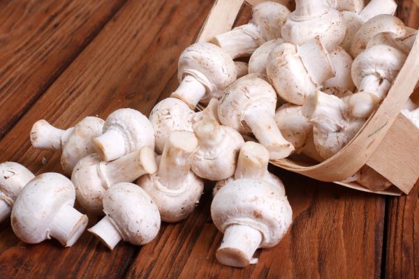 Mushroom Market Outlook: Future Growth Prospects, Industry Trends, and Global Expansion Forecast