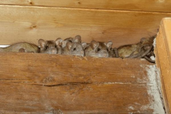 Effective Rodent Control Solutions for Homes and Businesses in Perth