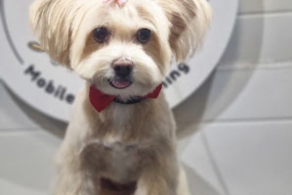 How to Choose the Best Pet Grooming in Qatar for Your Furry Friend