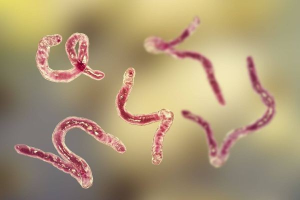 Parasite vs Bacteria: Know the Difference Between