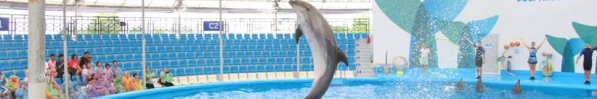 Dolphin Show Pattaya