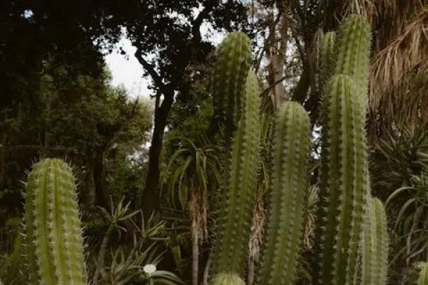 What Factors Affect the Cactus Removal Cost