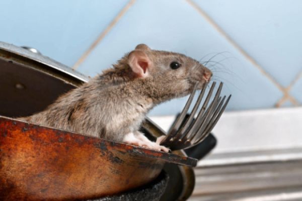 Effective Rat Control Solutions for Homes and Businesses
