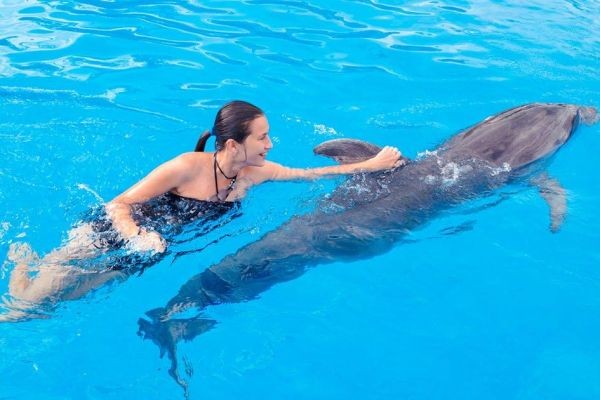 Dolphin Show Pattaya
